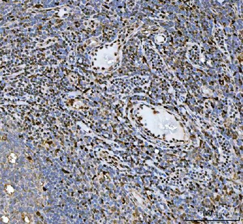 Anti-HSF1 Antibody