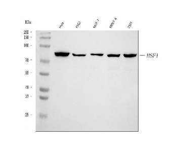 Anti-HSF1 Antibody