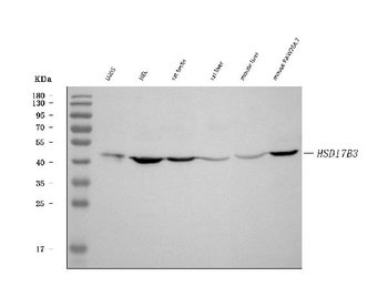 Anti-HSD17B3 Antibody