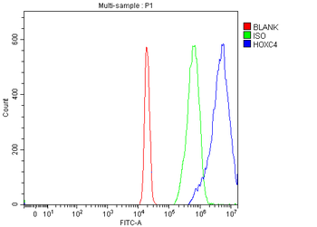 HOXC4 Antibody