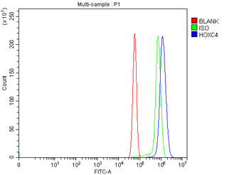 HOXC4 Antibody