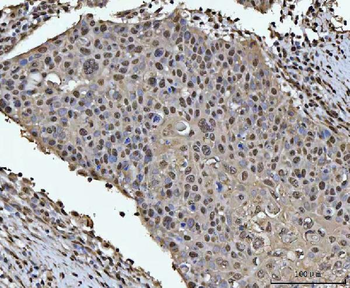 HOXC4 Antibody