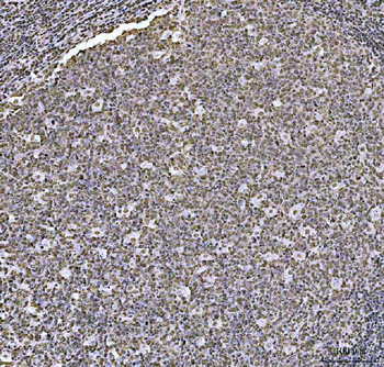 HOXC4 Antibody