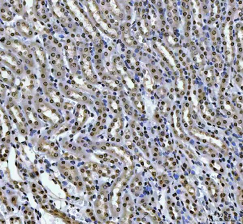 HOXC4 Antibody