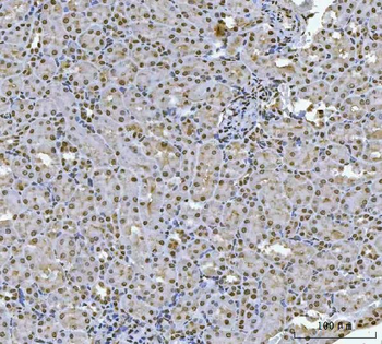 HOXC4 Antibody