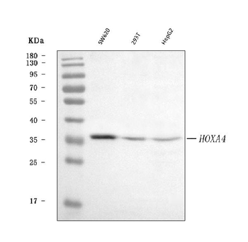HOXA4 Rabbit Polyclonal Antibody
