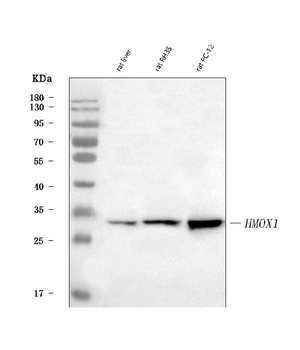 Heme Oxygenase 1/Hmox1 Rabbit Polyclonal Antibody