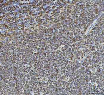 Anti-HDAC1 Antibody