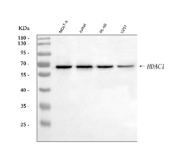 Anti-HDAC1 Antibody