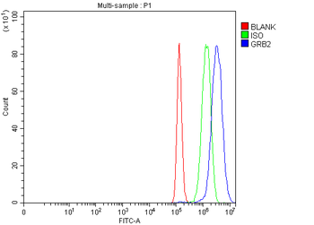 GRB2 Rabbit Polyclonal Antibody