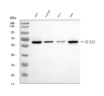 Anti-GLIS1 Antibody