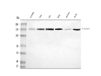 Anti-CLASP1 Antibody