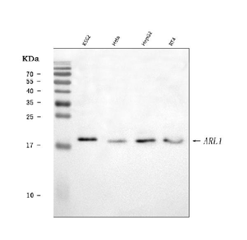 Anti-ARL1 Antibody