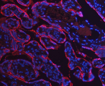 Anti-Annexin A10/ANXA10 Antibody