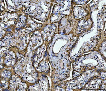 Anti-Annexin A10/ANXA10 Antibody