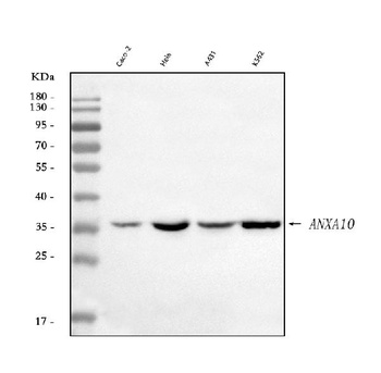 Annexin A10/ANXA10 Antibody