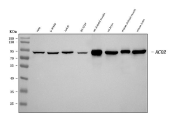 Anti-Aconitase 2 Antibody (monoclonal, 4C12D1)
