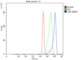 CBS Antibody (monoclonal, 5B5D7)