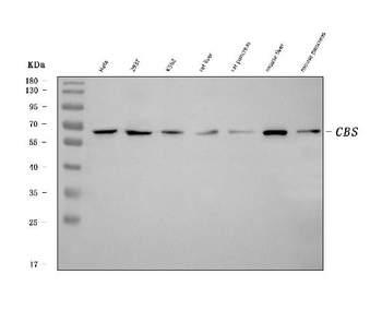 Anti-CBS Antibody (monoclonal, 5B5D7)