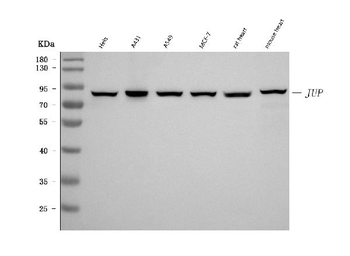 Anti-gamma Catenin Antibody (monoclonal, 4C12D7)