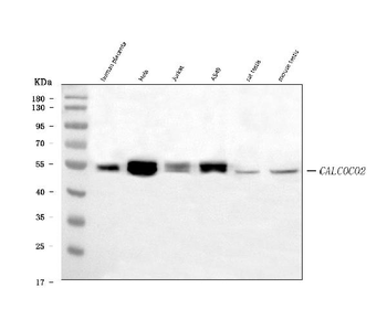 Anti-NDP52/CALCOCO2 Antibody (monoclonal, 9E2F2)