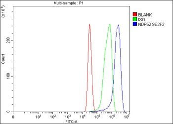 NDP52/CALCOCO2 Antibody (monoclonal, 9E2F2)