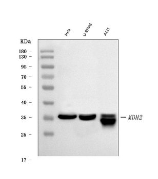 Anti-MDH2 Antibody (monoclonal, 5D8C1)