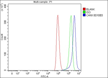 Calnexin/CANX Antibody (monoclonal, 8D10B3)