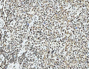 Anti-PC4/SUB1 Antibody (monoclonal, 8D9D1)