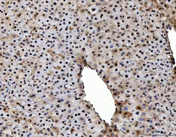 Anti-PC4/SUB1 Antibody (monoclonal, 8D9D1)