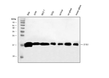 Anti-PC4/SUB1 Antibody (monoclonal, 8D9D1)