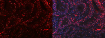 Anti-PC4/SUB1 Antibody (monoclonal, 8D9D1)