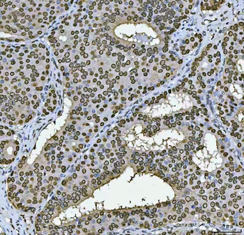 Anti-PC4/SUB1 Antibody (monoclonal, 8D9D1)