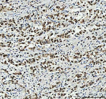 Anti-PC4/SUB1 Antibody (monoclonal, 8D9D1)