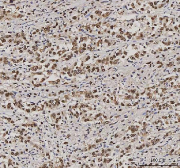 Anti-PC4/SUB1 Antibody (monoclonal, 8D9D1)