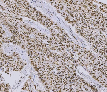 Anti-PC4/SUB1 Antibody (monoclonal, 8D9D1)