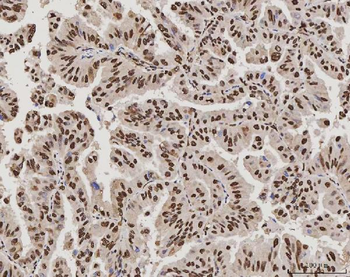 Anti-PC4/SUB1 Antibody (monoclonal, 8D9D1)