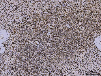 Anti-PC4/SUB1 Antibody (monoclonal, 8D9D1)