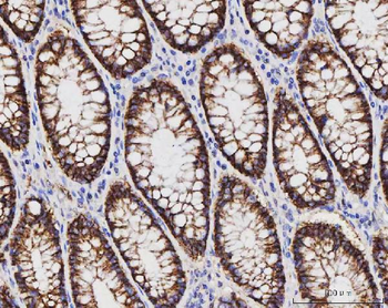 Anti-Claudin 3/CLDN3 Antibody (monoclonal, 4C7D2)