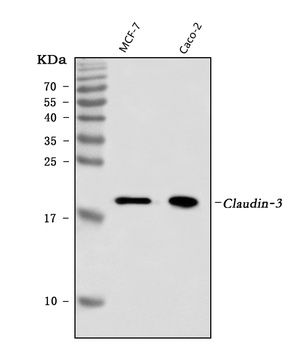 Claudin 3/CLDN3 Antibody (monoclonal, 4C7D2)
