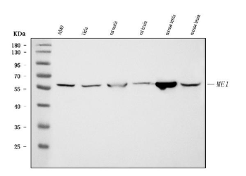 Anti-ME1 Antibody (monoclonal, 5E5F7)