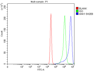 Ankyrin erythroid/ANK/ANK1 Antibody (monoclonal, 5H2E8)