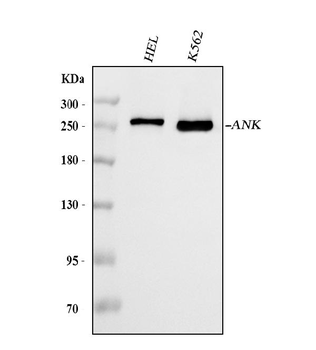 Ankyrin erythroid/ANK/ANK1 Antibody (monoclonal, 9I6C3)