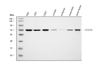 CPSF6 Antibody (monoclonal, 3F11E1)