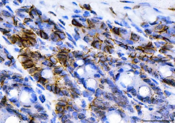 Anti-NKCC1/SLC12A2 Antibody (monoclonal, 6G7D2)