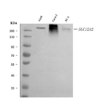 NKCC1/SLC12A2 Antibody (monoclonal, 6G7D2)