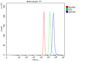 ZMYM1 Antibody