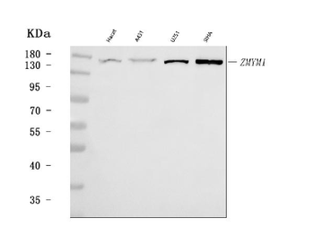 Anti-ZMYM1 Antibody