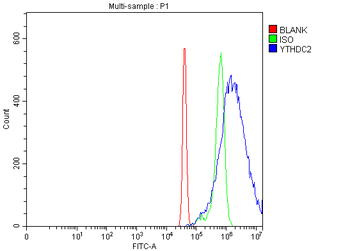 Anti-YTHDC2 Antibody