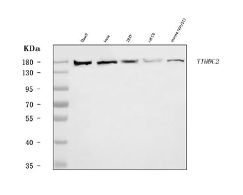 Anti-YTHDC2 Antibody